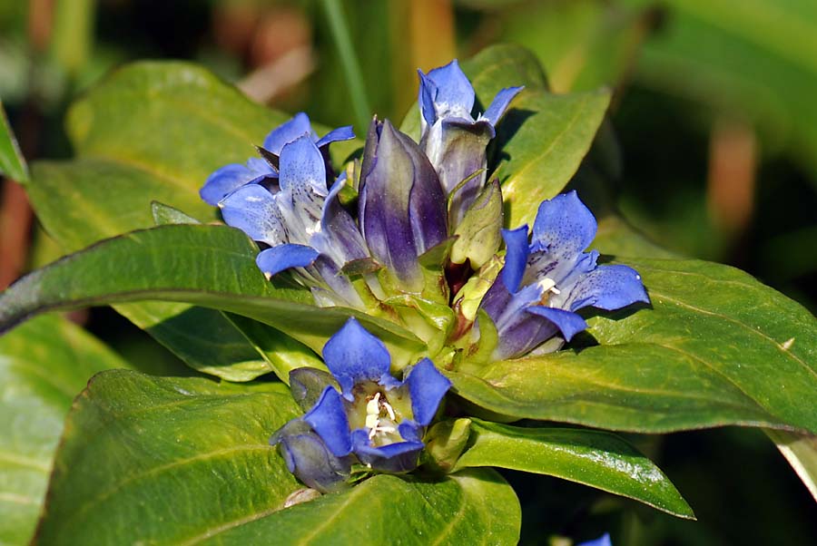 Gentiana cruciata / Genziana minore